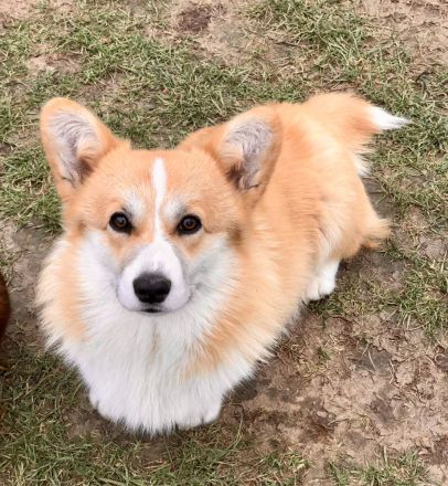 Welsh Corgi Pembroke FCI