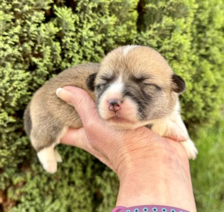 Welsh Corgi Pembroke FCI