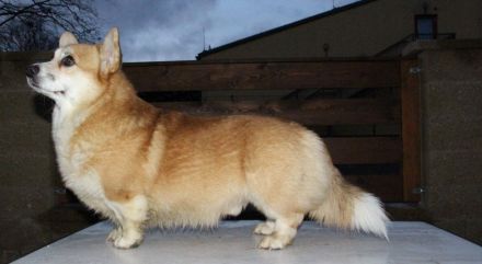 Welsh Corgi Pembroke FCI