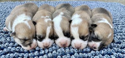 Welsh Corgi Pembroke FCI