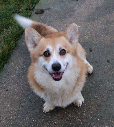 Welsh Corgi Pembroke FCI