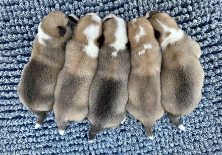 Welsh Corgi Pembroke FCI