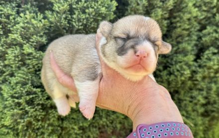 Welsh Corgi Pembroke FCI