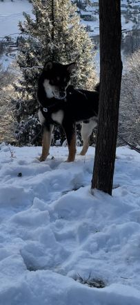 Shiba inu Deckrüde Black Tan (kein Verkauf )