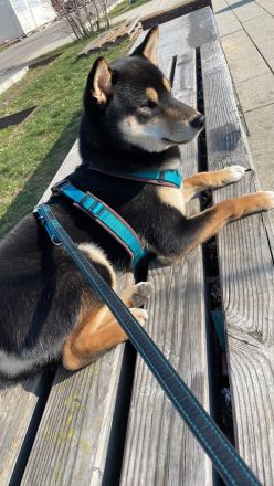 Shiba inu Deckrüde Black Tan (kein Verkauf )