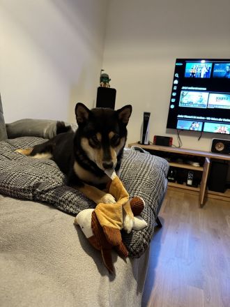 Shiba inu Deckrüde Black Tan (kein Verkauf )