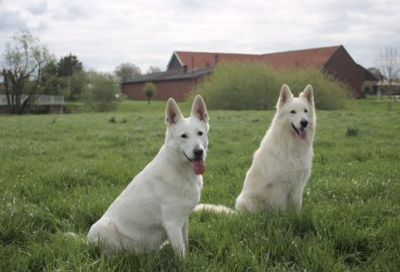 Welpen Weißer Schweizer Schäferhund