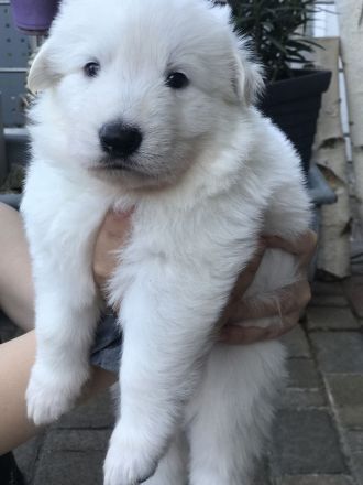 Welpen Weißer Schweizer Schäferhund
