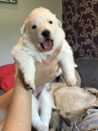 Welpen Weißer Schweizer Schäferhund