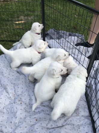 Welpen Weißer Schweizer Schäferhund