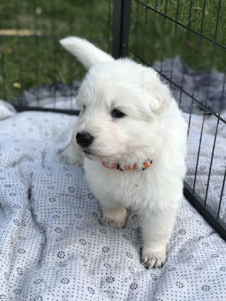 Welpen Weißer Schweizer Schäferhund