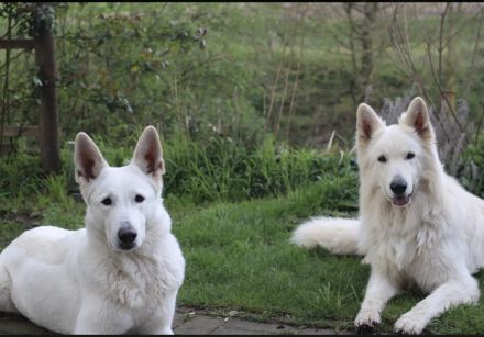 Welpen Weißer Schweizer Schäferhund