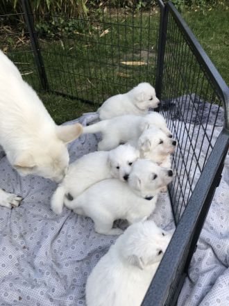Welpen Weißer Schweizer Schäferhund