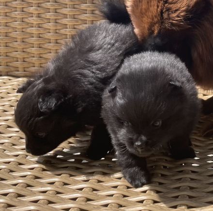 Kleinspitz Welpen schwarz
