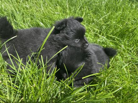 Kleinspitz Welpen schwarz