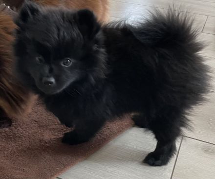 Kleinspitz Welpen schwarz