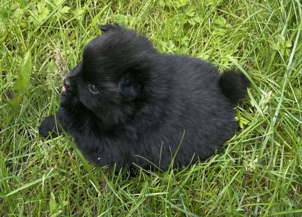 Kleinspitz Welpen schwarz