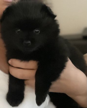 Kleinspitz Welpen schwarz