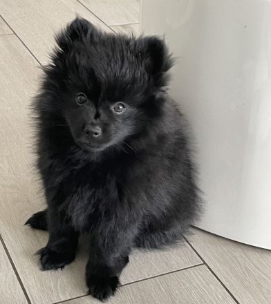 Kleinspitz Welpen schwarz