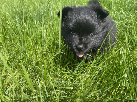 Kleinspitz Welpen schwarz