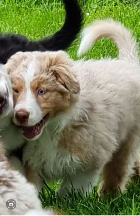 Reinrassiger australian shepherd rüde