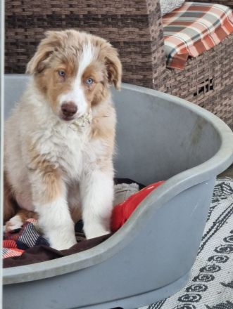 Reinrassiger australian shepherd rüde
