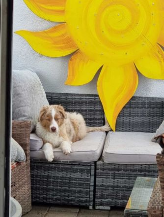 Reinrassiger australian shepherd rüde