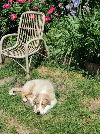 Reinrassiger australian shepherd rüde