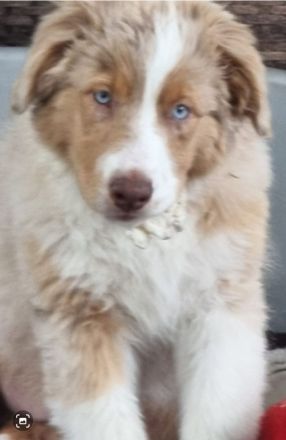 Reinrassiger australian shepherd rüde