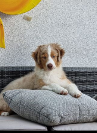 Reinrassiger australian shepherd rüde