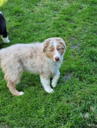 Reinrassiger australian shepherd rüde