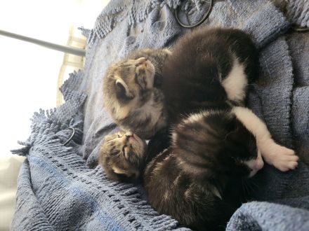 Mischlingskitten zu vermitteln