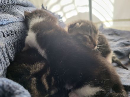 Mischlingskitten zu vermitteln