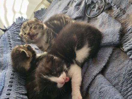 Mischlingskitten zu vermitteln