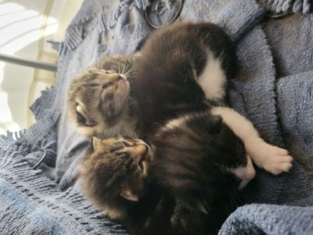 Mischlingskitten zu vermitteln