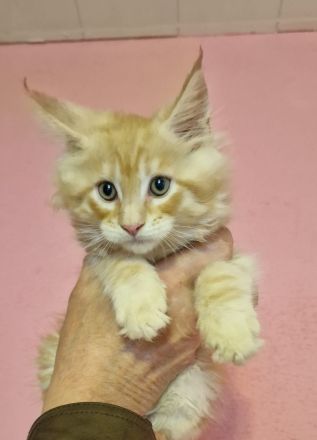 Maine coon mit stammbaum