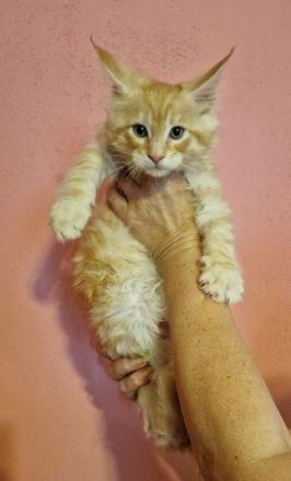 Maine coon mit stammbaum