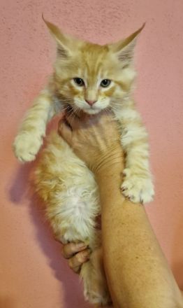 Maine coon mit stammbaum