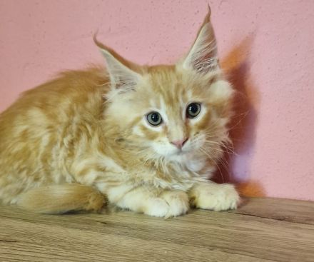 Maine coon mit stammbaum