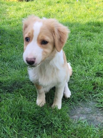 Australien Shapert Hündin sucht ein schönes zu Hause