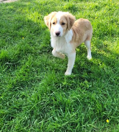 Australien Shapert Hündin sucht ein schönes zu Hause