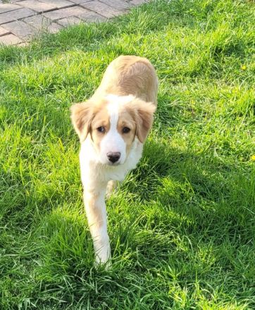 Australien Shapert Hündin sucht ein schönes zu Hause