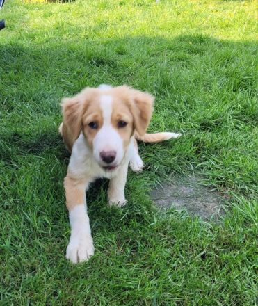 Australien Shapert Hündin sucht ein schönes zu Hause