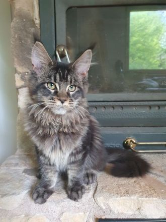Maine Coon Kitten