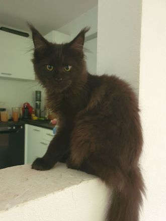 Maine Coon Mädchen m. Stammbaum