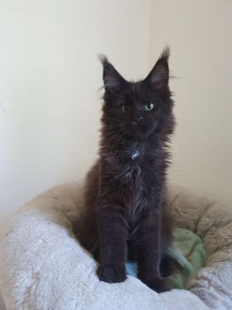 Maine Coon Mädchen m. Stammbaum