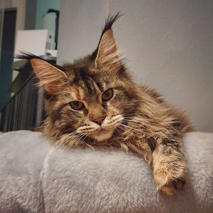 Maine Coon Mädchen m. Stammbaum