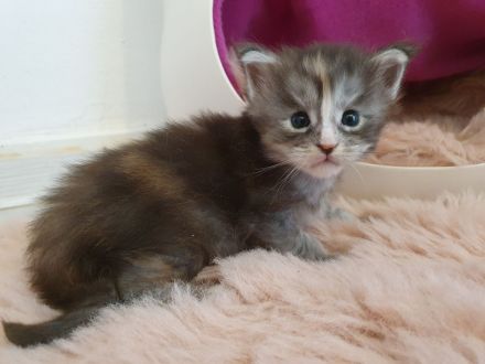 Maine Coon Kitten