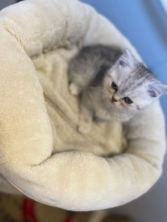 BKH Kitten BKH-Kitten