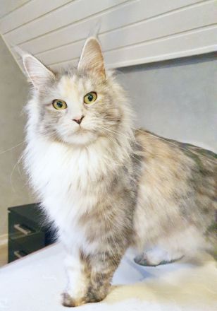 Maine Coon Katerchen m. Stammbaum